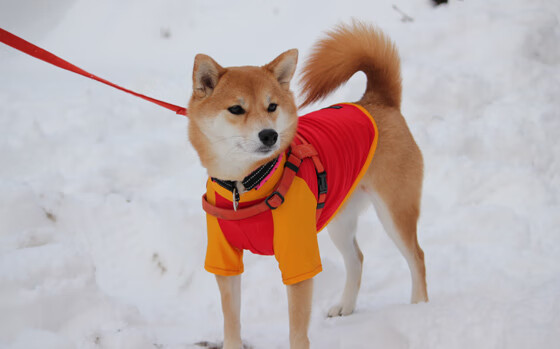 开云esports-_森林狼双人组合引发得分狂潮_，森林狼dieng