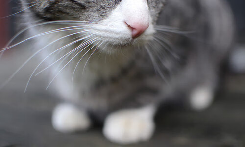 开云体育俱乐部官网-中国篮球运动在国际舞台上的逐渐崛起，简述中国篮球运动的发展情况