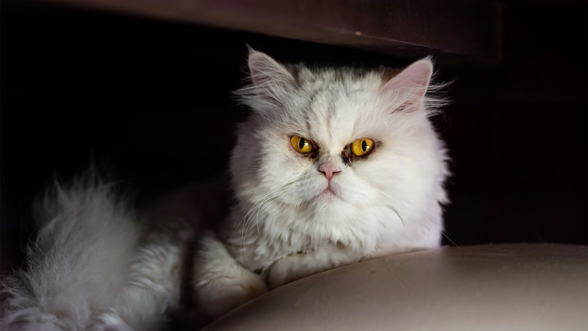 开云-台球界年度盛事：全球顶尖选手齐聚一堂，世界台球十大世界冠军